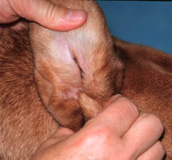 Home Remedies Dog Ear Mites